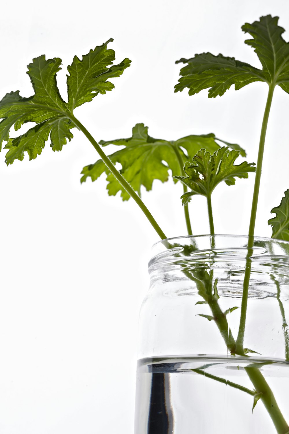 green-leafed plant in clear glass jar with water