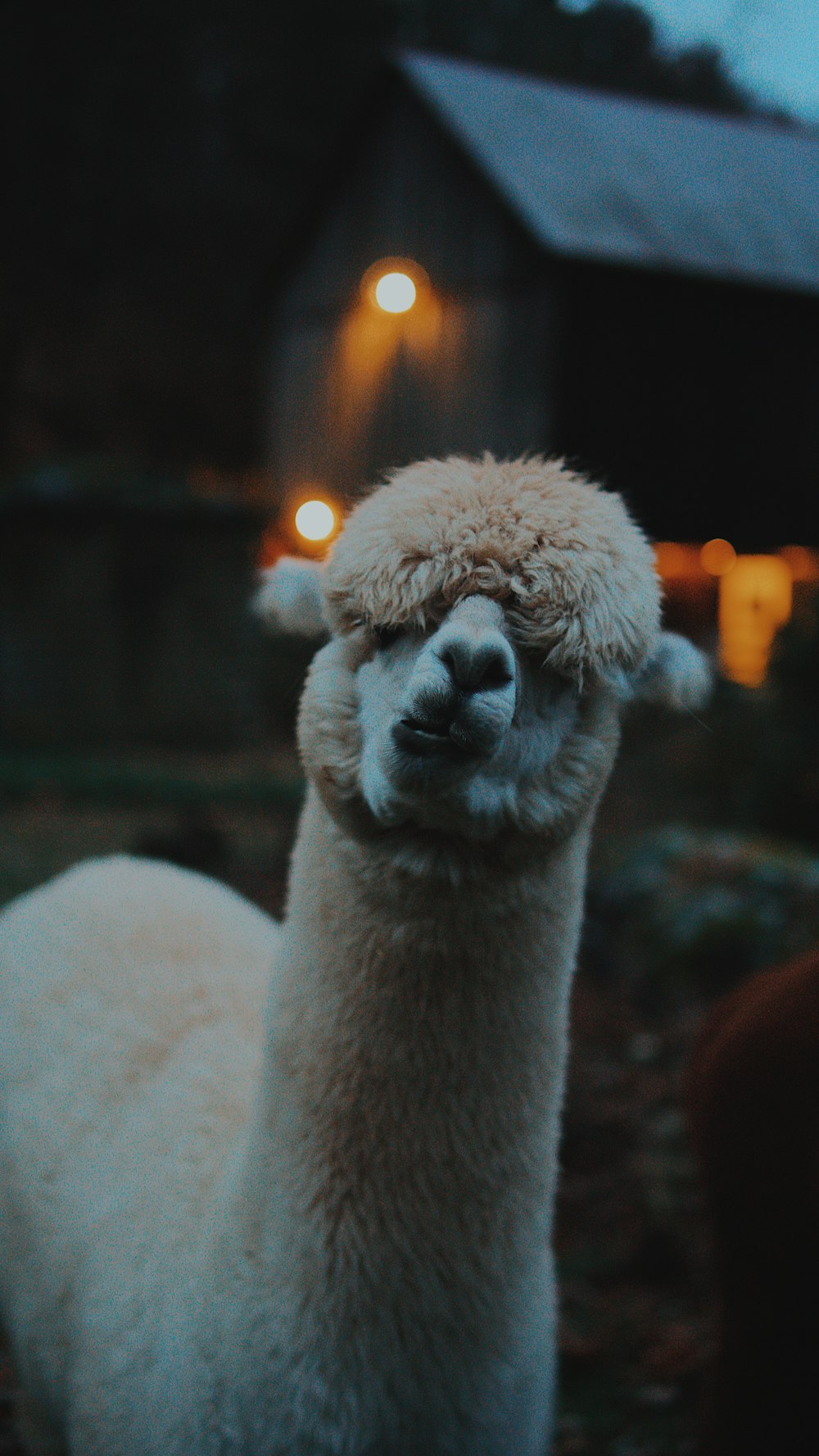 beige llama