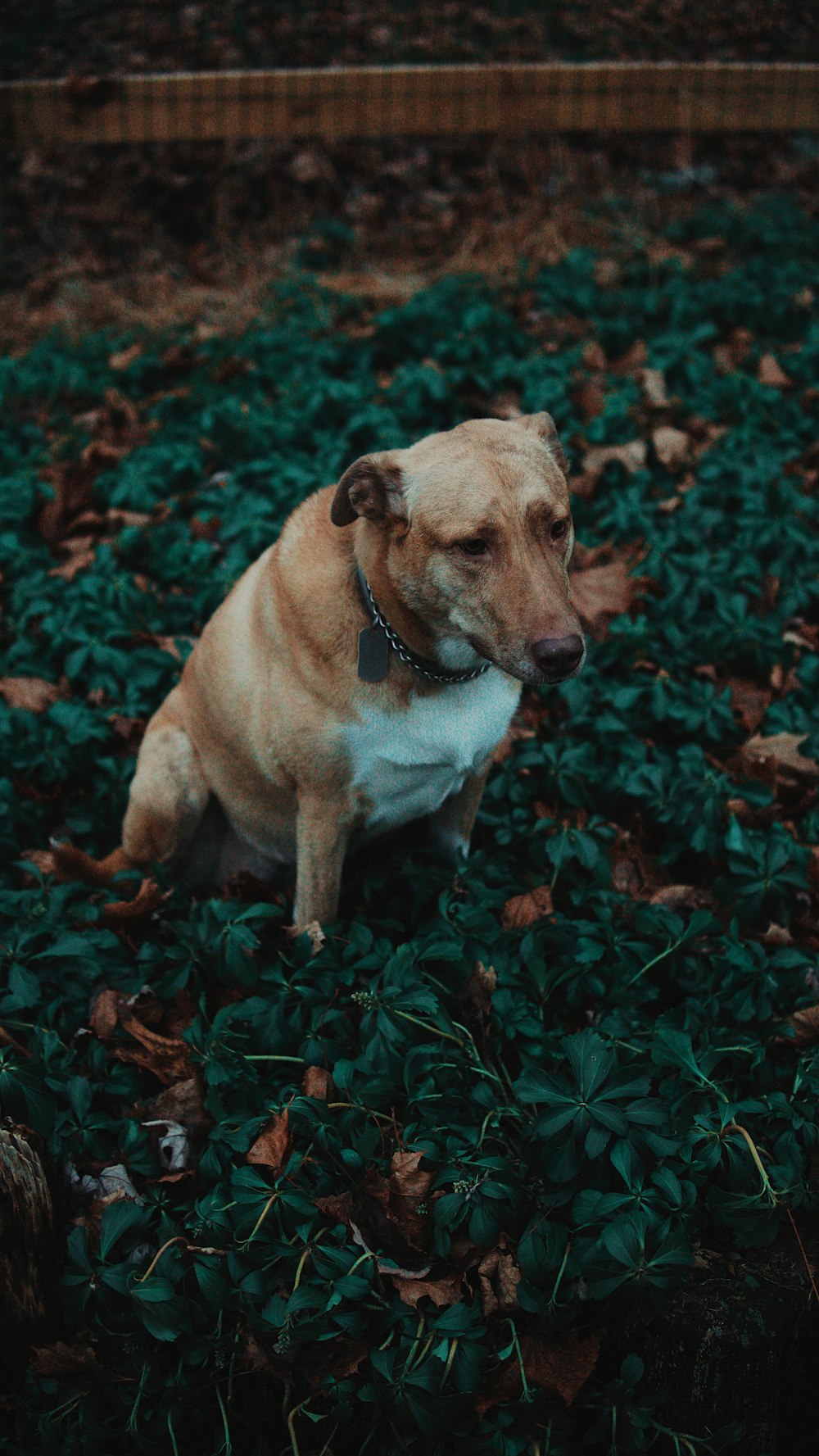 brown and white dog on green grass