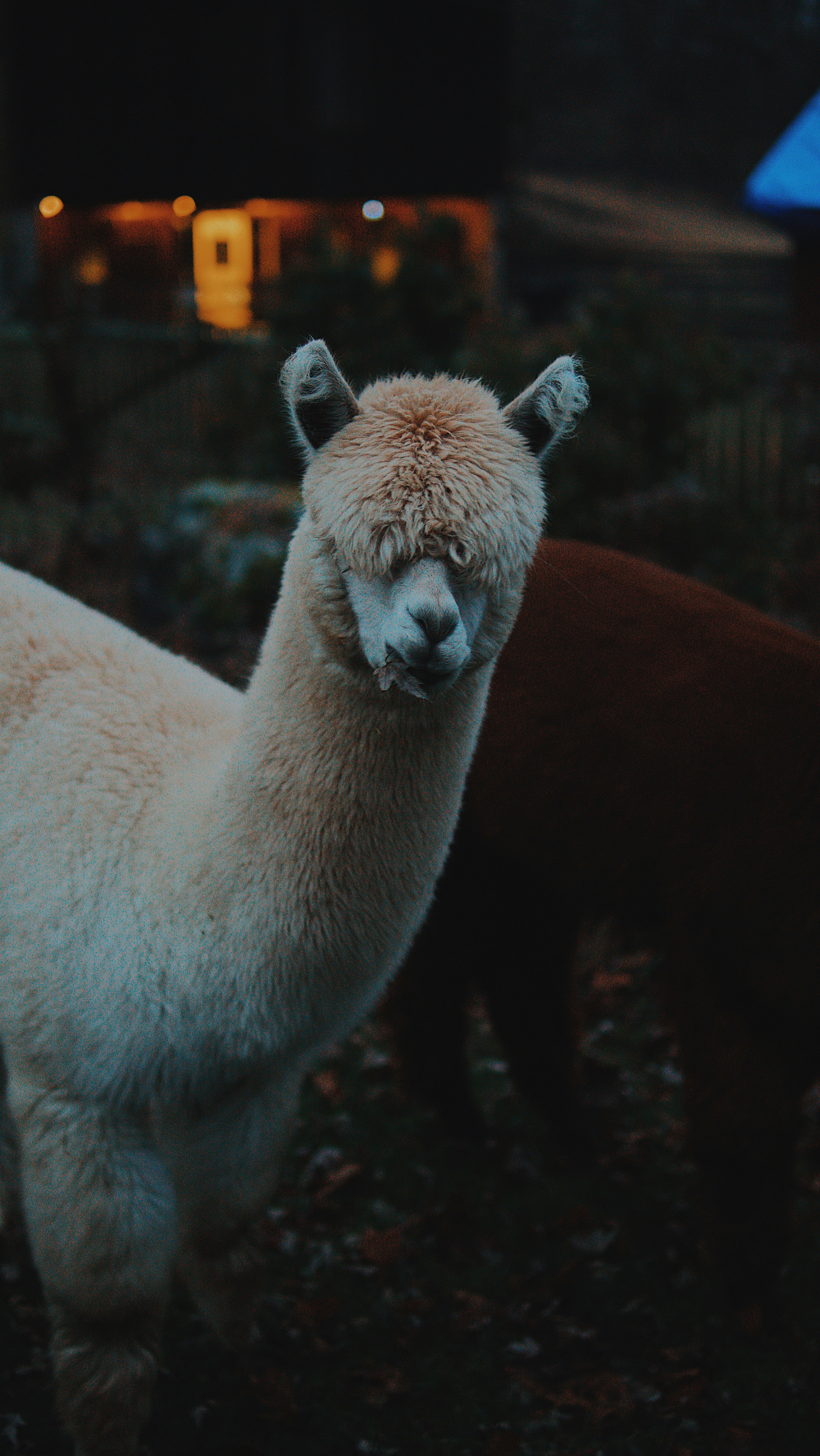 llama beige cerca de animal marrón