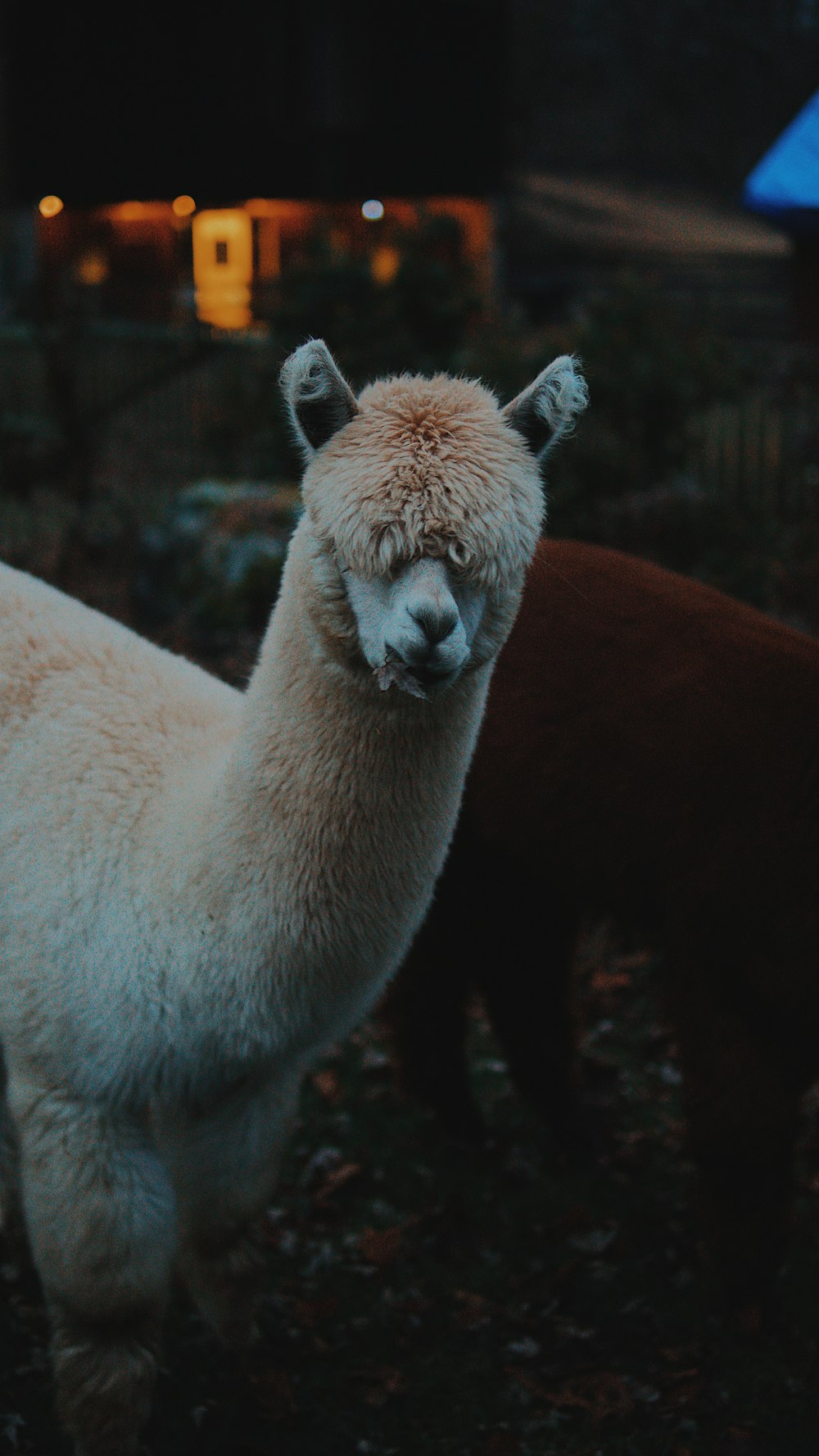 llama beige cerca de animal marrón