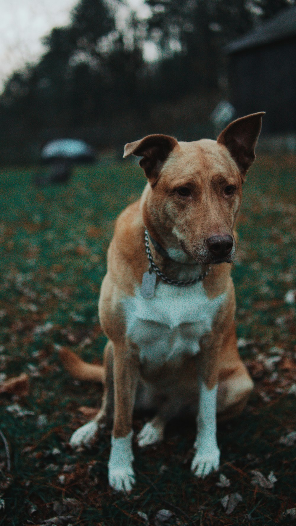 white and brown dog on green grass