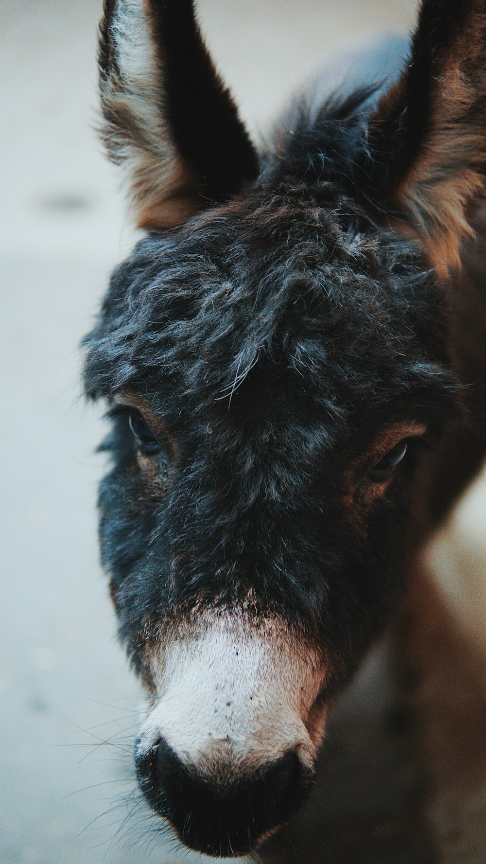 black and grey donkey close-up