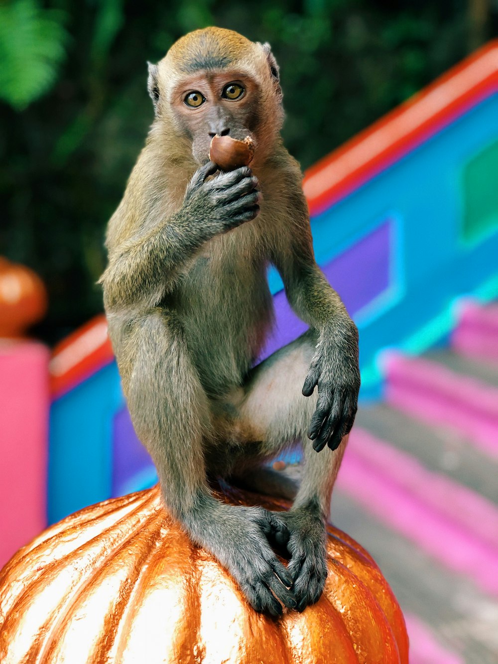 brown monkey on orange pumpkin