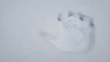 Close-up of an Andean bear paw print on moist forest soil