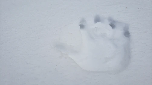 Close-up of an Andean bear paw print on moist forest soil