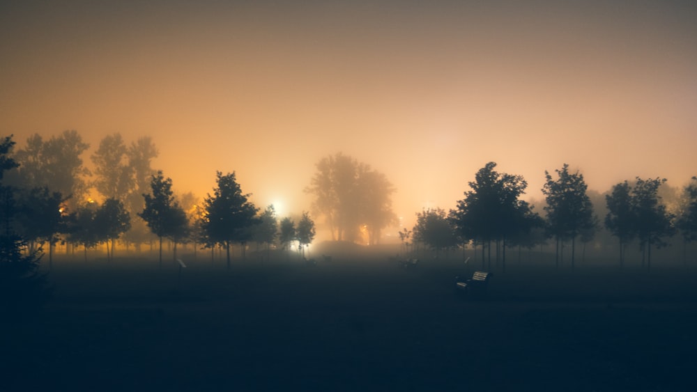 silhouette of trees during daytime