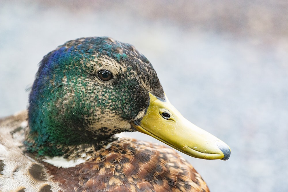 mallard duck photo