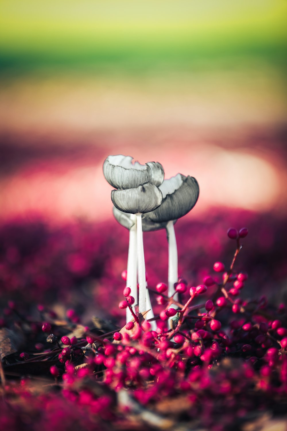 grey mushroom in selective focus photography