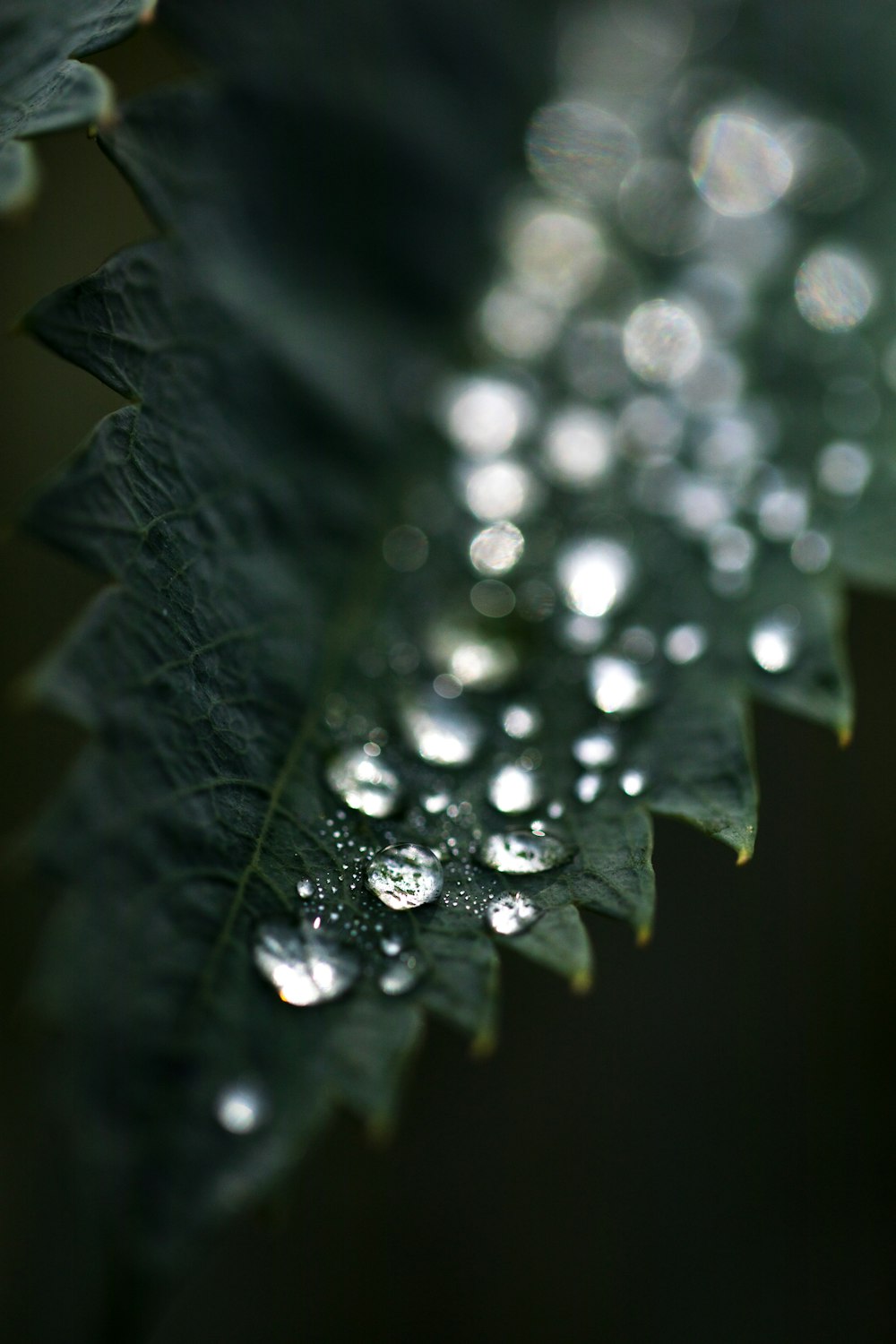 leaf with morning dew