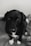 A black and white photograph of a dog with a dark coat and light patches on its feet. The dog is looking up with gentle and expressive eyes, and the background is softly blurred, focusing attention on the dog's face.