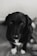 A black and white photograph of a dog with a dark coat and light patches on its feet. The dog is looking up with gentle and expressive eyes, and the background is softly blurred, focusing attention on the dog's face.