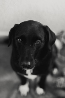 A black and white photograph of a dog with a dark coat and light patches on its feet. The dog is looking up with gentle and expressive eyes, and the background is softly blurred, focusing attention on the dog's face.