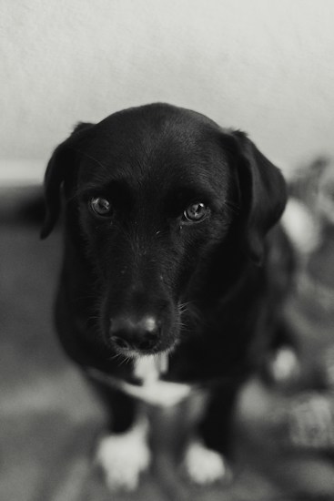 A black and white photograph of a dog with a dark coat and light patches on its feet. The dog is looking up with gentle and expressive eyes, and the background is softly blurred, focusing attention on the dog's face.