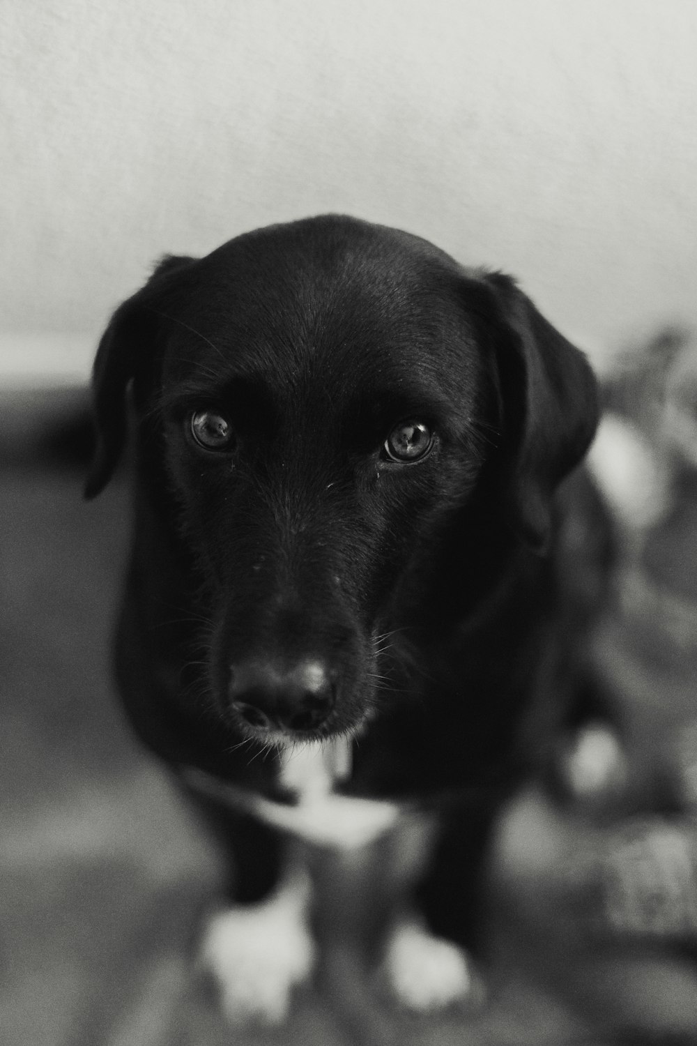 uma foto em preto e branco de um cachorro