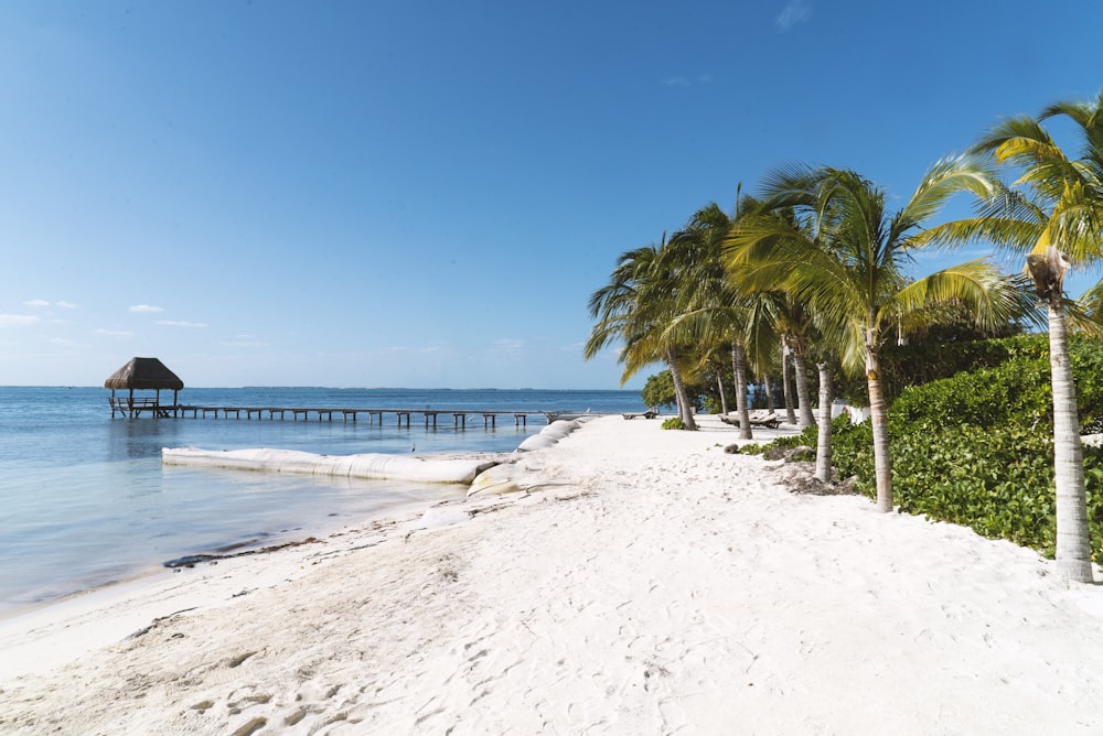 trees near seashore during daytime