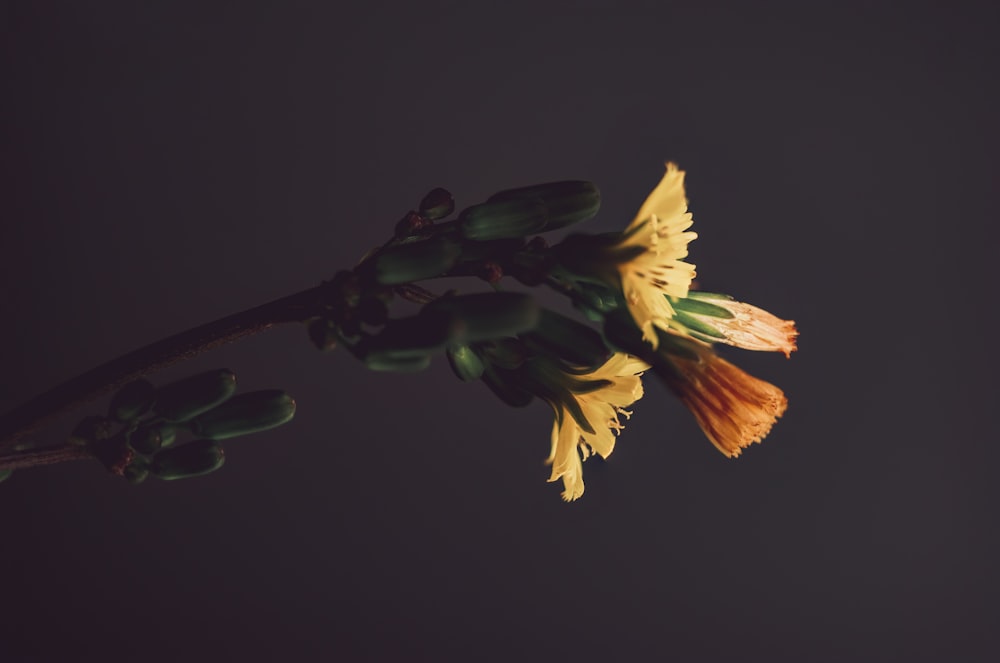 gelbblättrige Blume