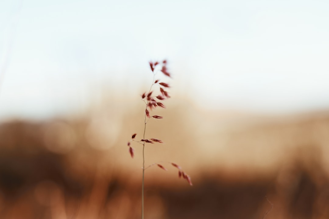 pink grass selective focus photography