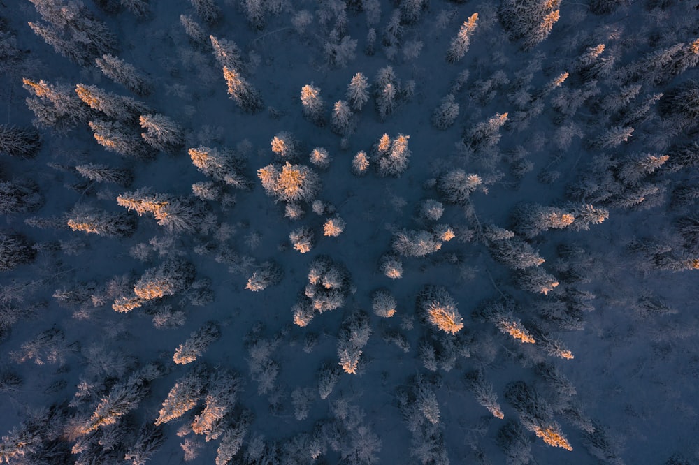 aerial photography of trees during daytime