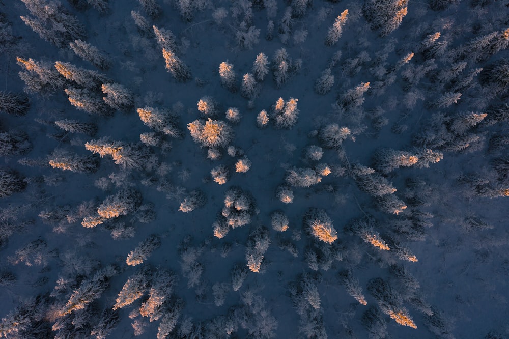 Fotografia aerea di alberi durante il giorno