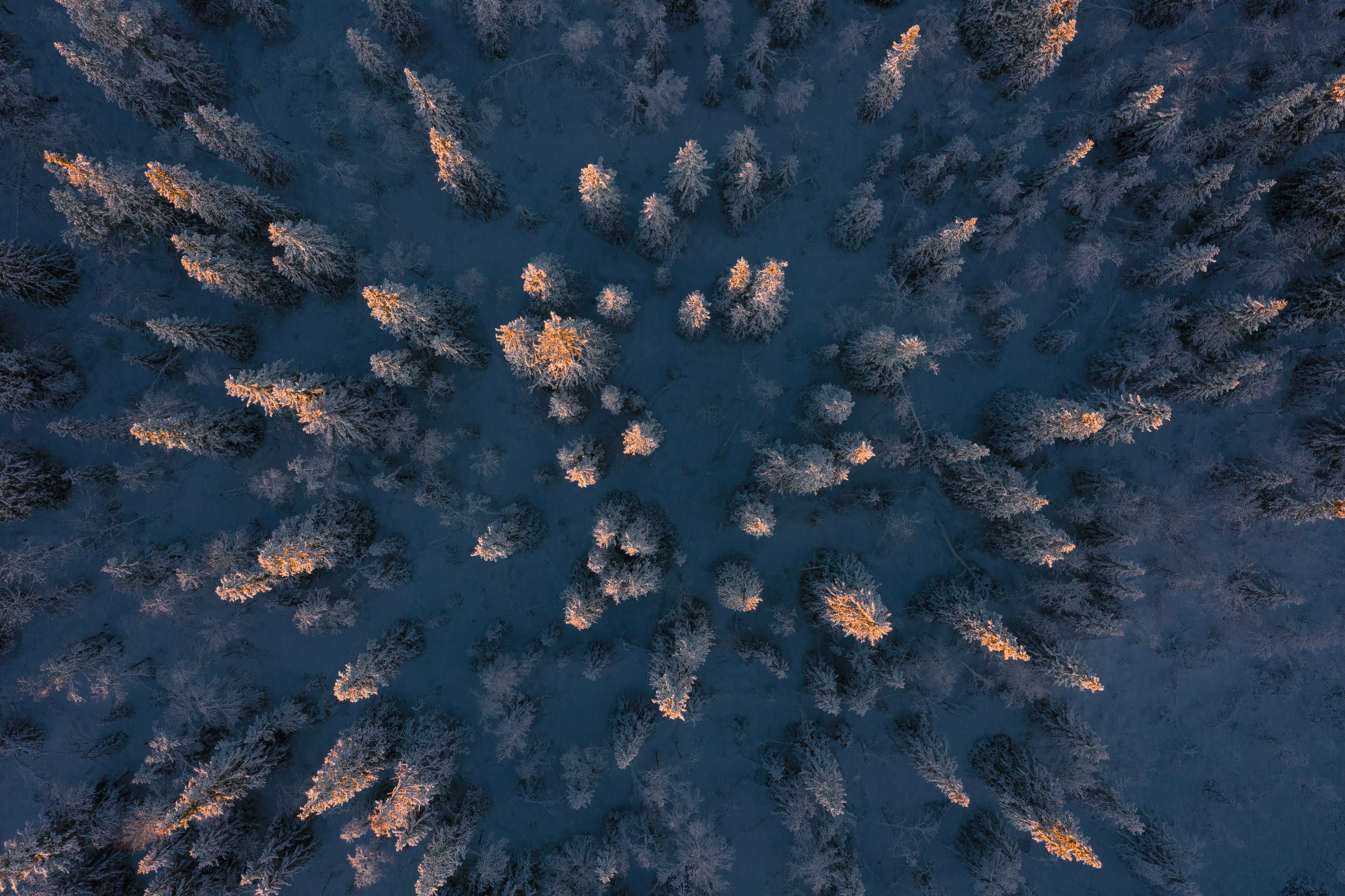 aerial photography of trees during daytime