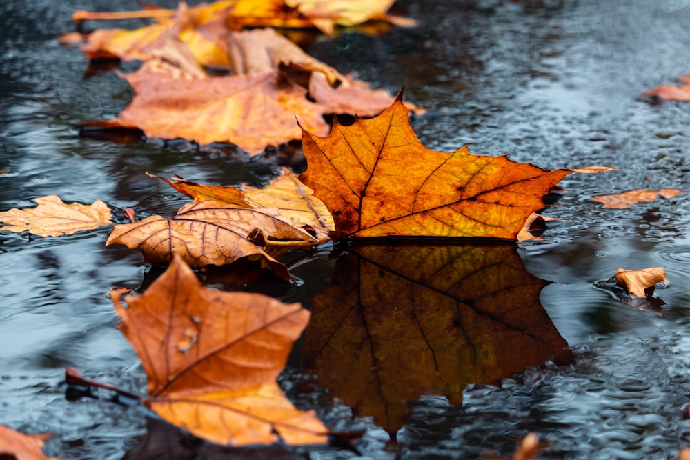 brown oak leaf on ground in close-up photography