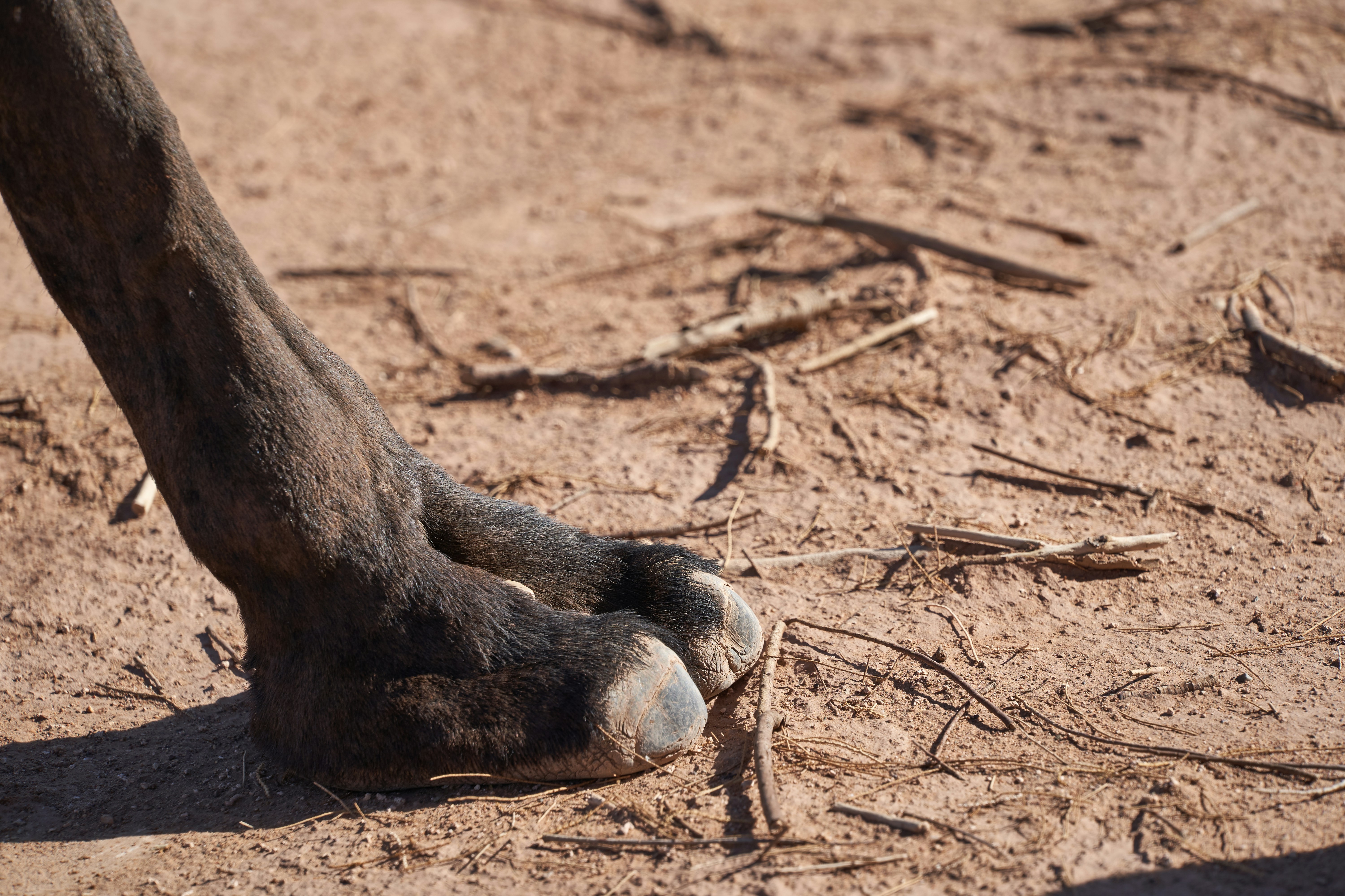 Close-up of hands cleaning a horse's hooves with care.