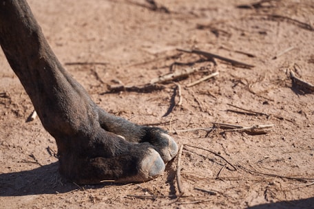 Close-up of hands cleaning a horse's hooves with care.