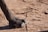 A close-up view of an animal's hoof is set against a dry, sandy ground with scattered twigs and patches of dirt.