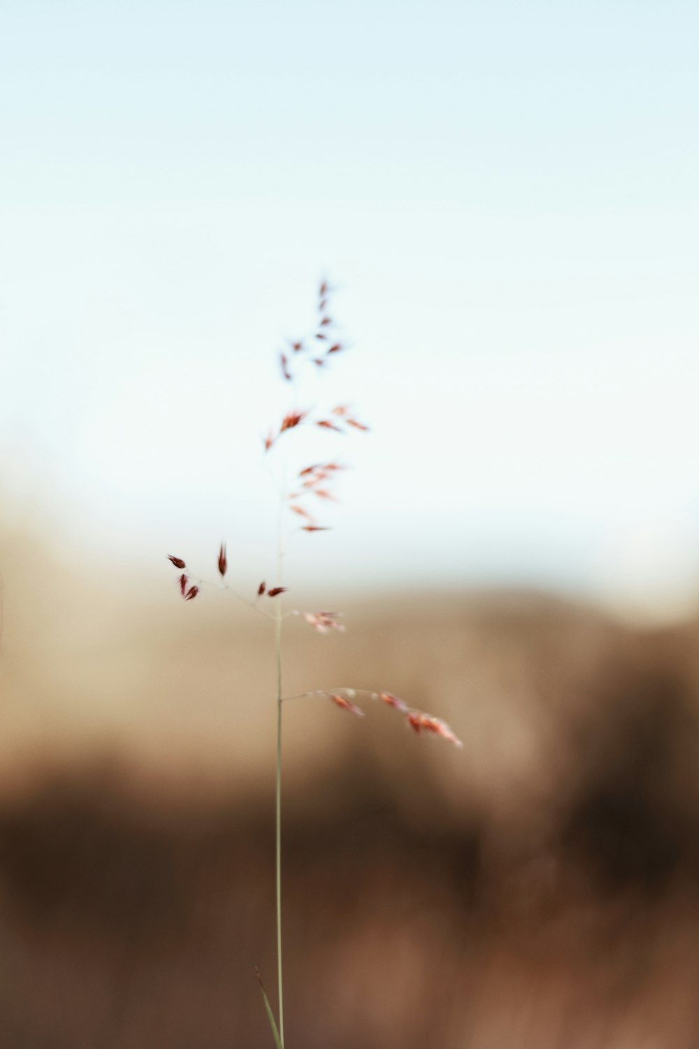 selective focus photography of brown grass