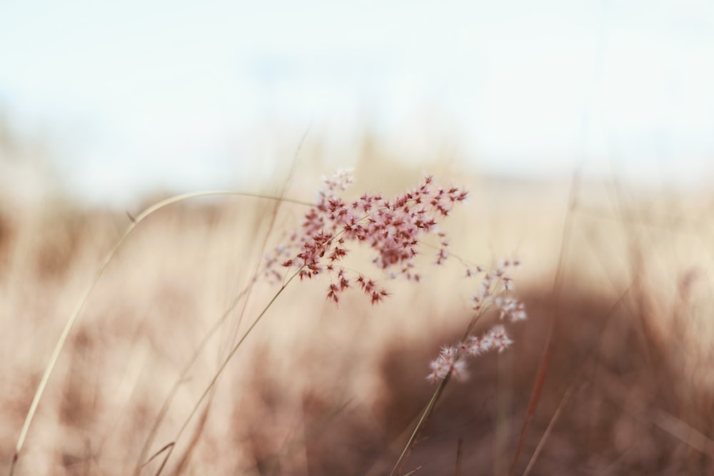 赤い花びらの花のセレクティブフォーカス写真