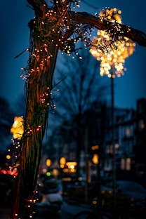 turned-on string lights in tree