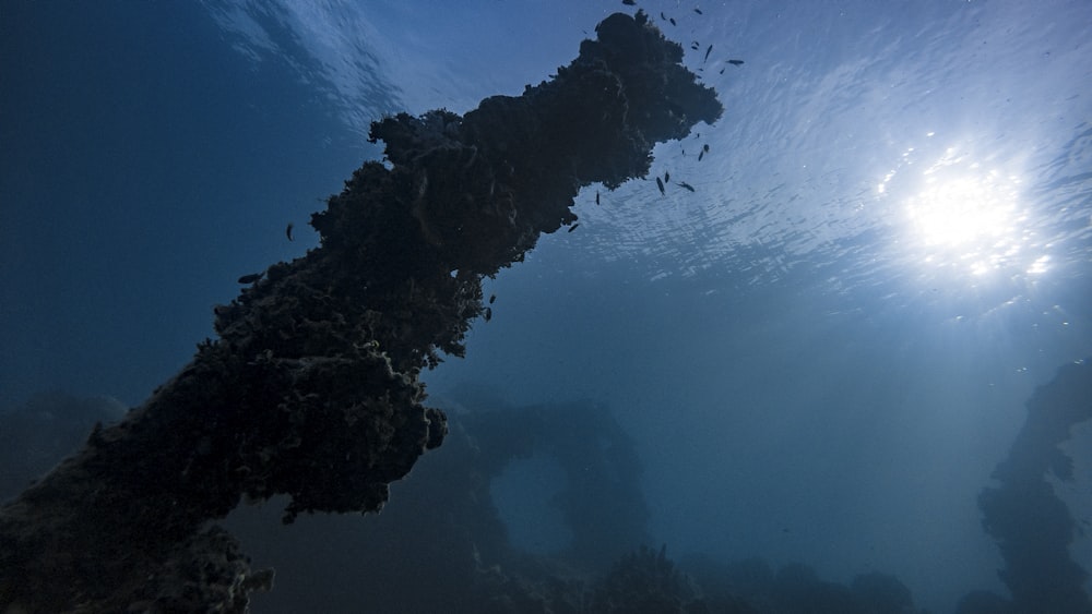 Unterwasser-Foto