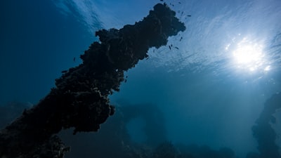 underwater photo micronesia zoom background