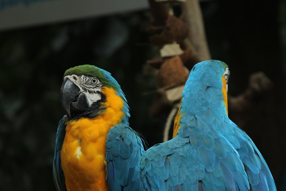 blauer und gelber Papagei