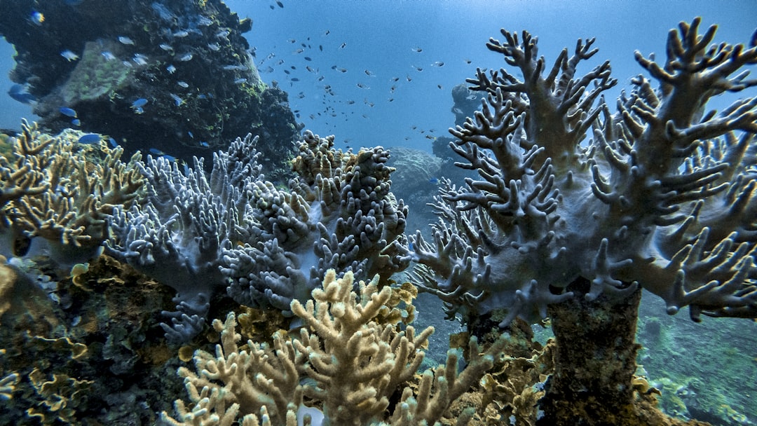 assorted-color corals