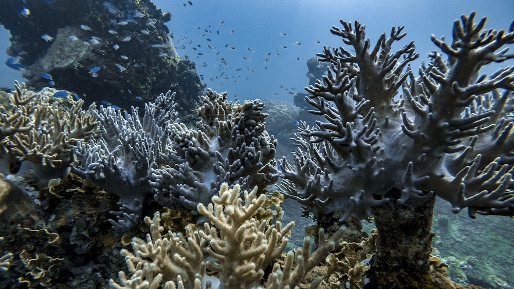 assorted-color corals