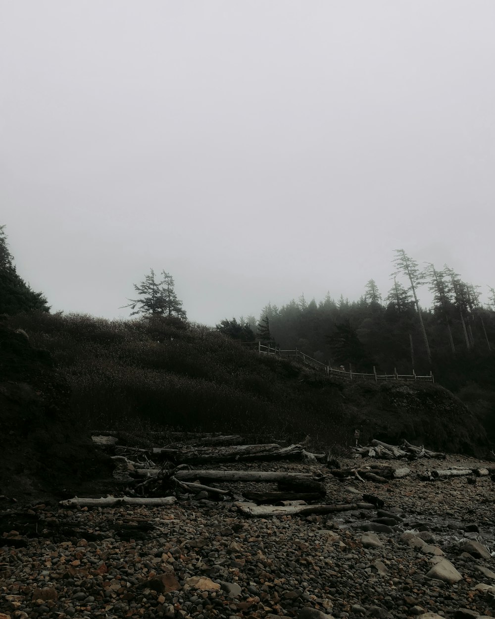 green trees under grey sky