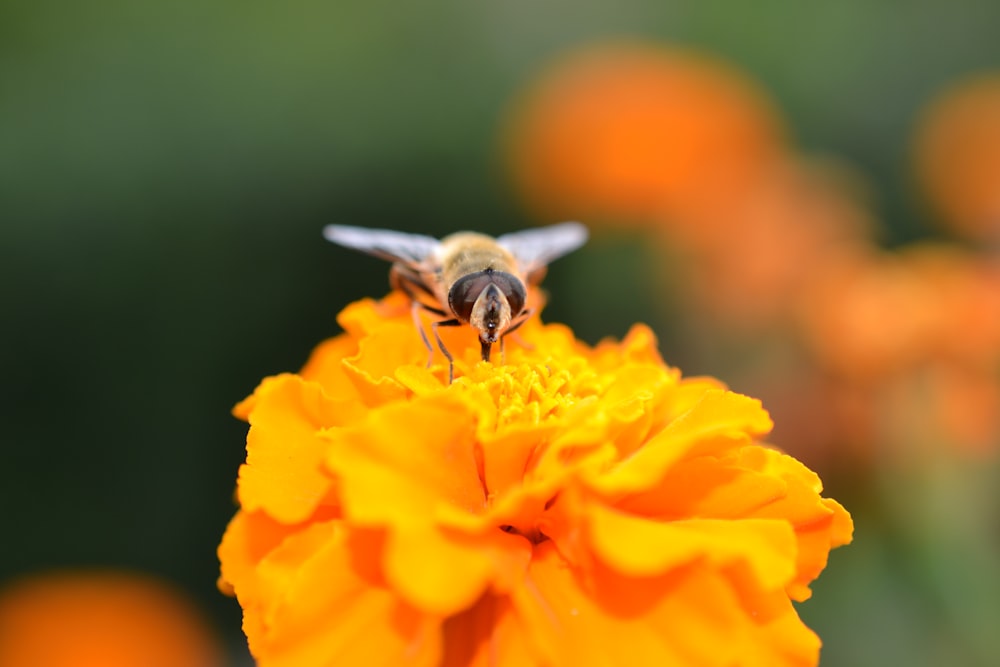 bee perching on yellow flower