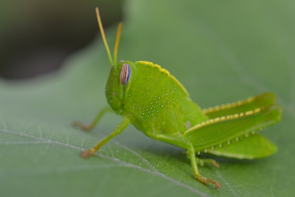 green grasshopper