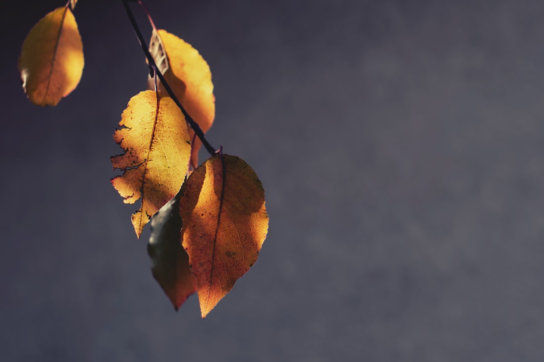 yellow leaves