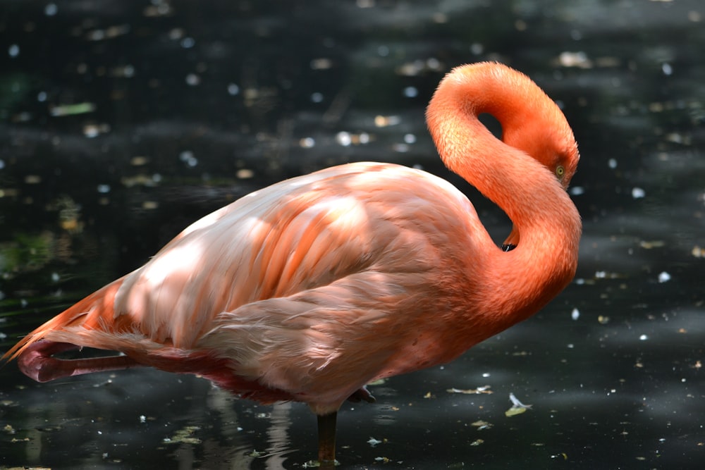 flamingo on water