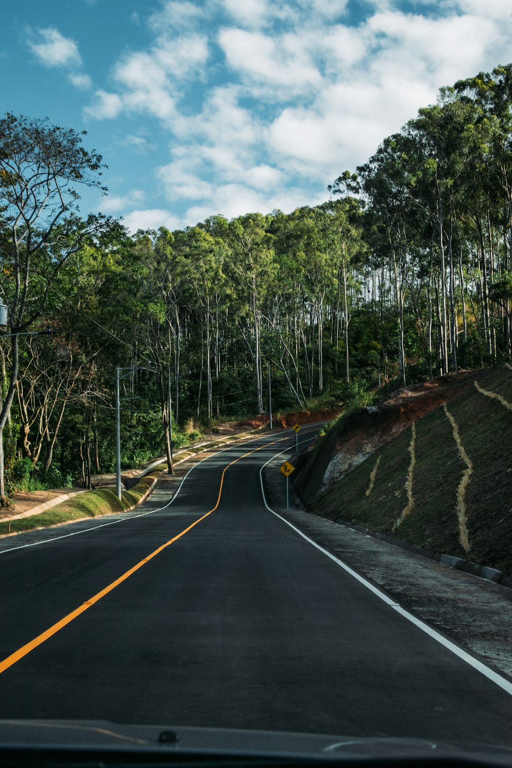 green leafed trees beside road during daytime