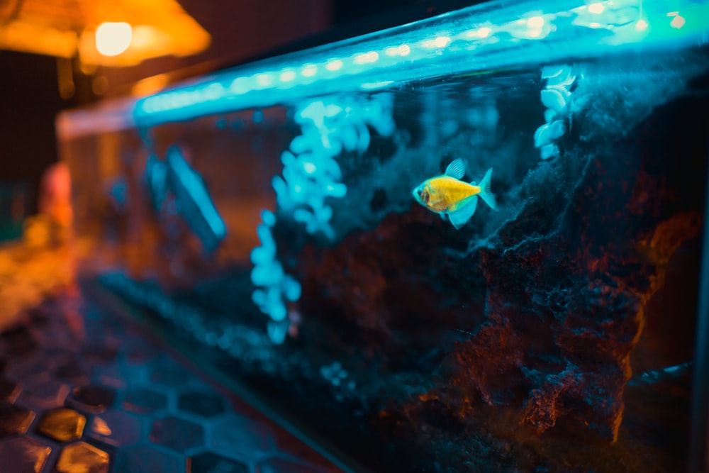 yellow fish in aquarium