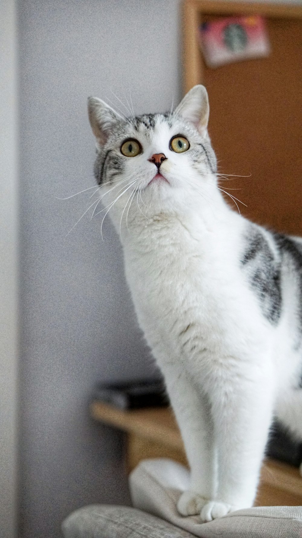 white and grey cat on grey sofa