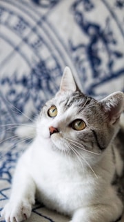 short-fur white and grey cat