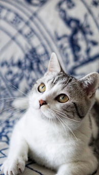 short-fur white and grey cat