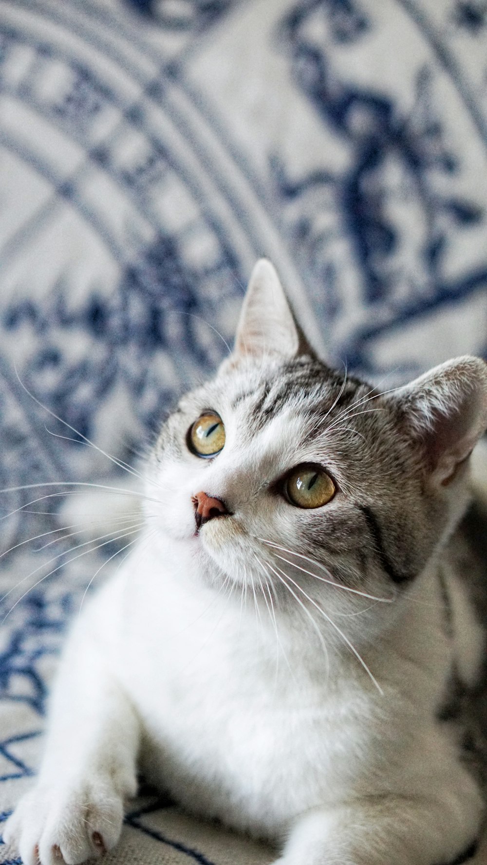 short-fur white and grey cat