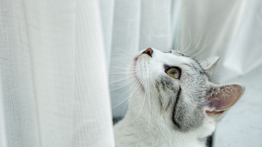 short-coat white and grey cat