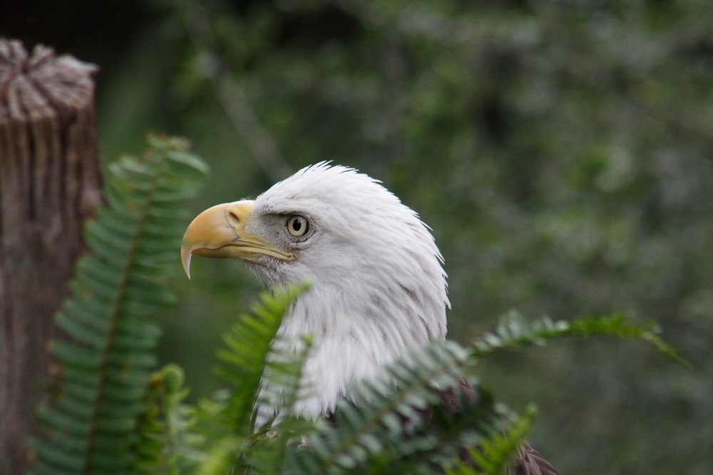 white and gray eagle near fern plant during daytime